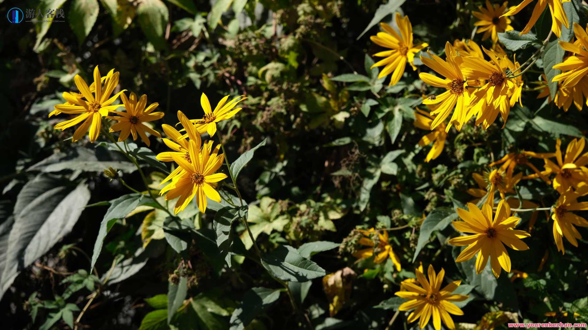 18度摄影学院-花草的拍摄与创意后期，花影18度摄影学院，创意拍摄与后期艺术,课程,摄影,第1张