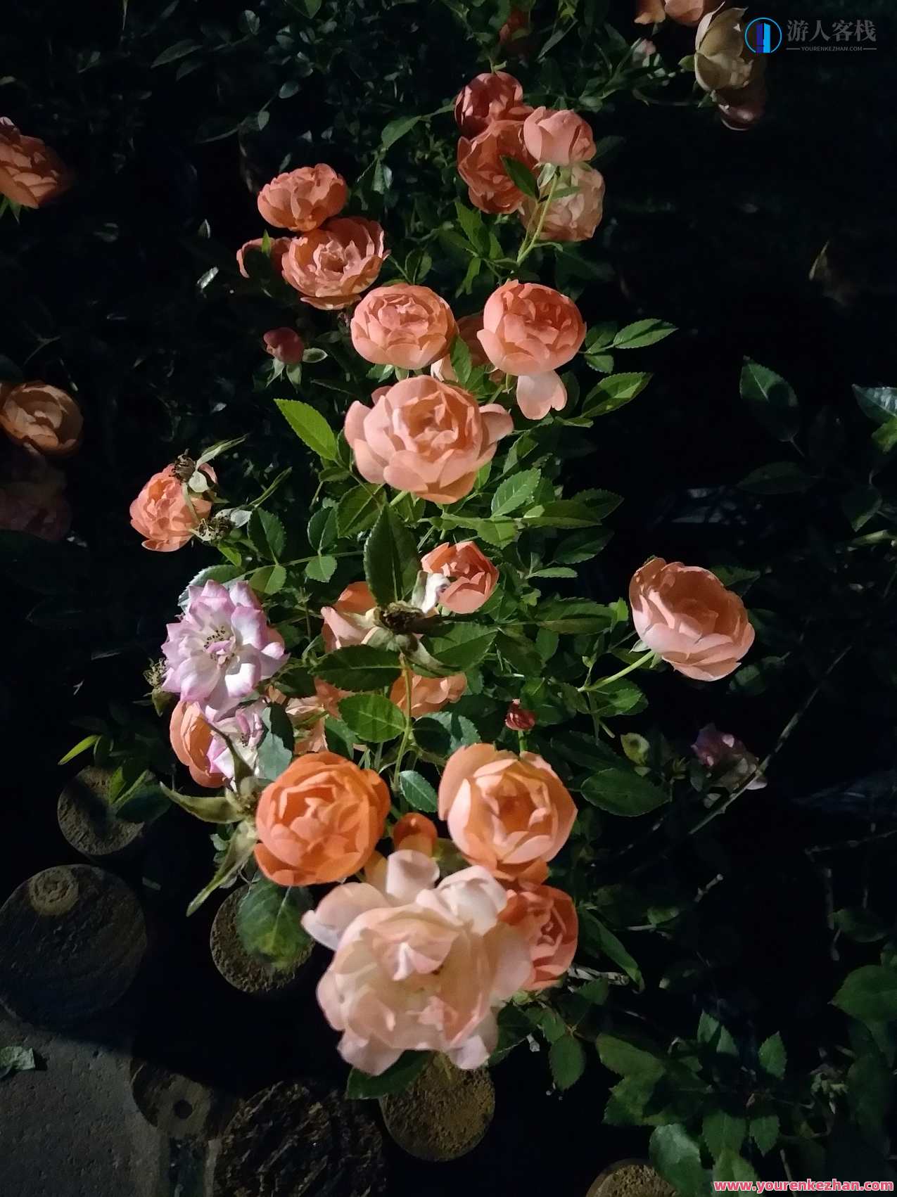 好机友摄影-花卉摄影理念与技法，好机友摄影，花卉摄影技巧与理念探索