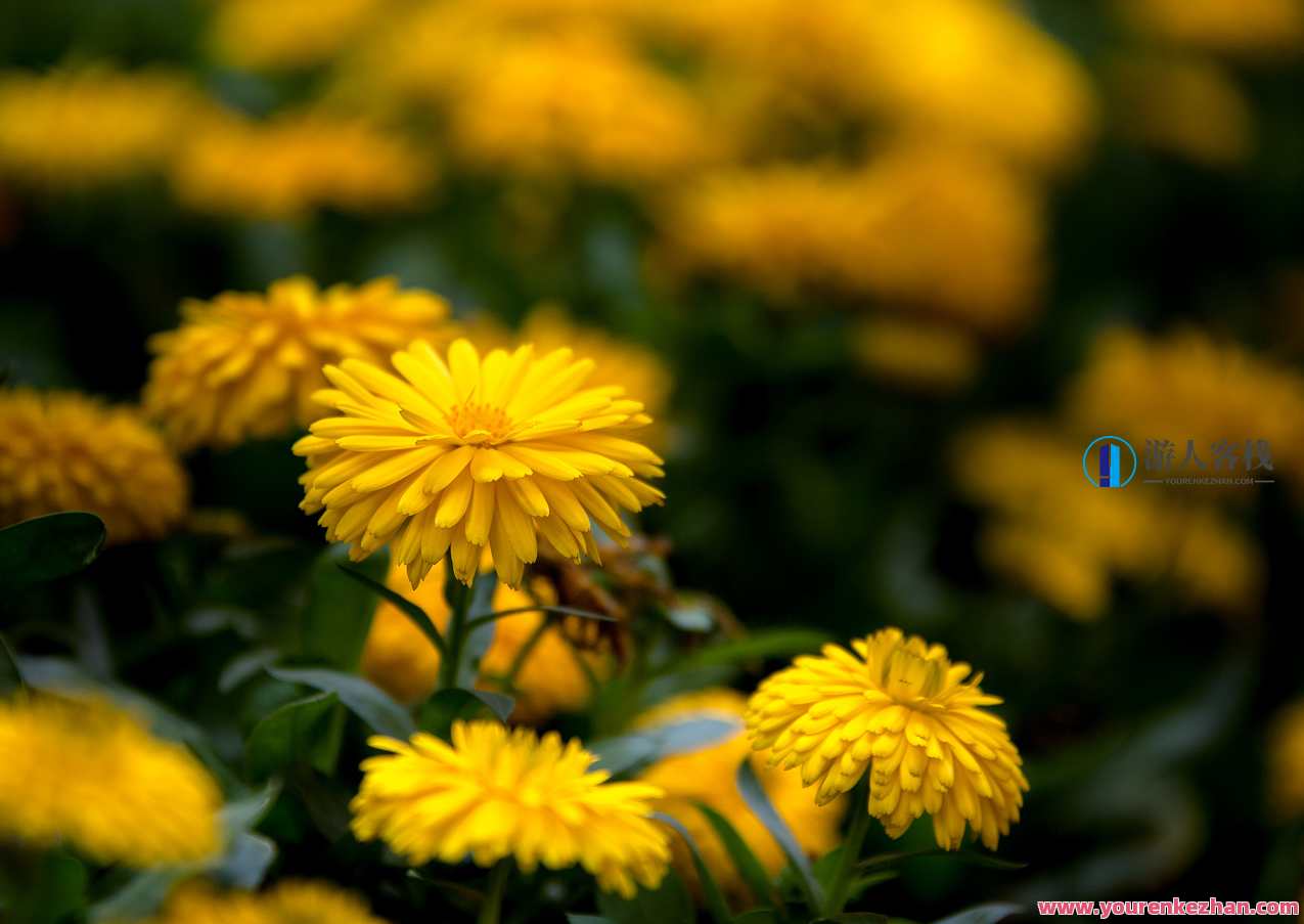 花无缺-摇拍与水滴花卉拍摄技法，主讲：胡绍达老师，花艺技巧大师胡绍达，摇拍与水滴花卉拍摄法秘籍,课程,专业,第1张