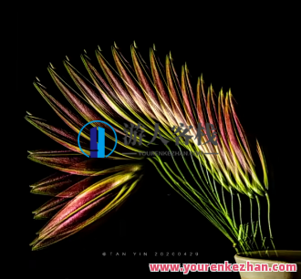 【会跳舞的花朵】从零到精通视频教程―2小时深度掌握频闪花卉创意摄影，花卉创意频闪教程，会跳舞的花朵秘籍