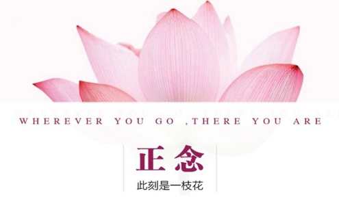 夏鹏【正念-此时是一支花】精读课,课程,第1张