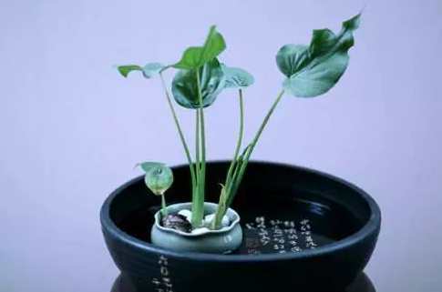 静岩金尧炫《茶熏瑜伽》光盘,学习,健康,健身,瑜伽,养生,第1张 静岩金尧炫《茶熏瑜伽》光盘,学习,健康,健身,瑜伽,养生,第1张