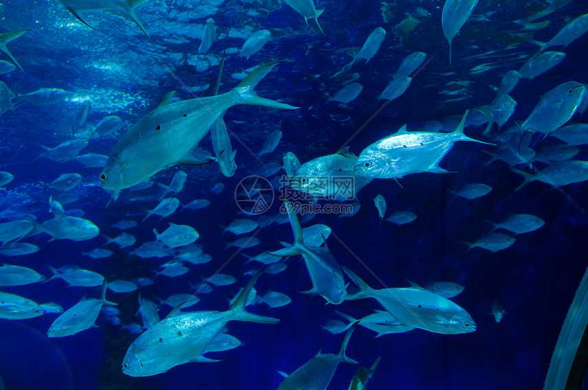 《鱼式游泳》AVI视频