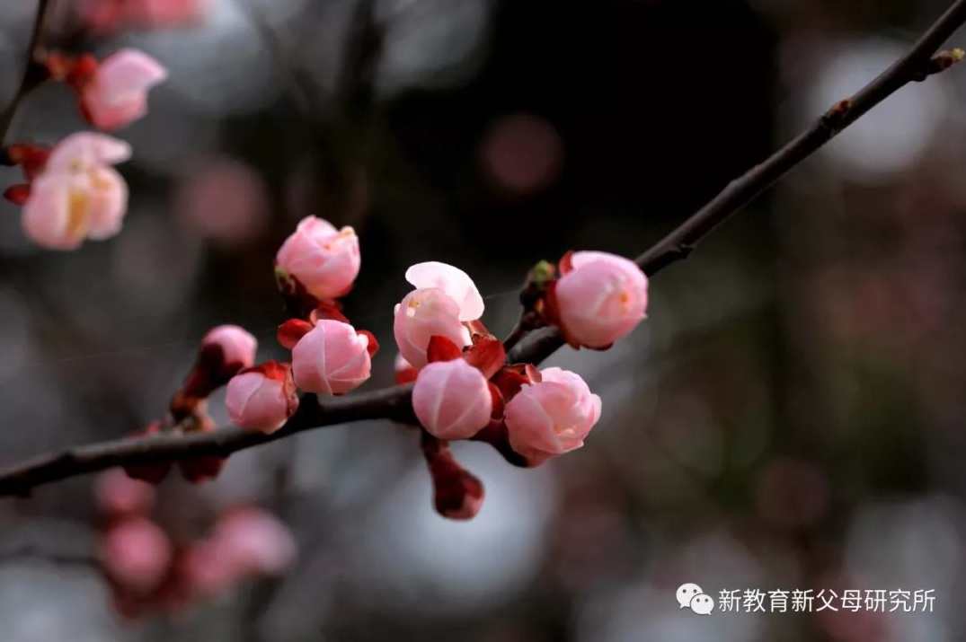 晨蕾 卓越父母-高效能训练优秀孩子22G视频教程全集,学习,理解,教育,成长,养成,第1张 晨蕾 卓越父母-高效能训练优秀孩子22G视频教程全集,学习,理解,教育,成长,养成,第1张