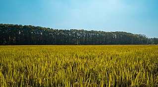 纯音乐-《Spa月光吉它-咖啡の音乐伴侣》MP3格式2CD,健康,第1张