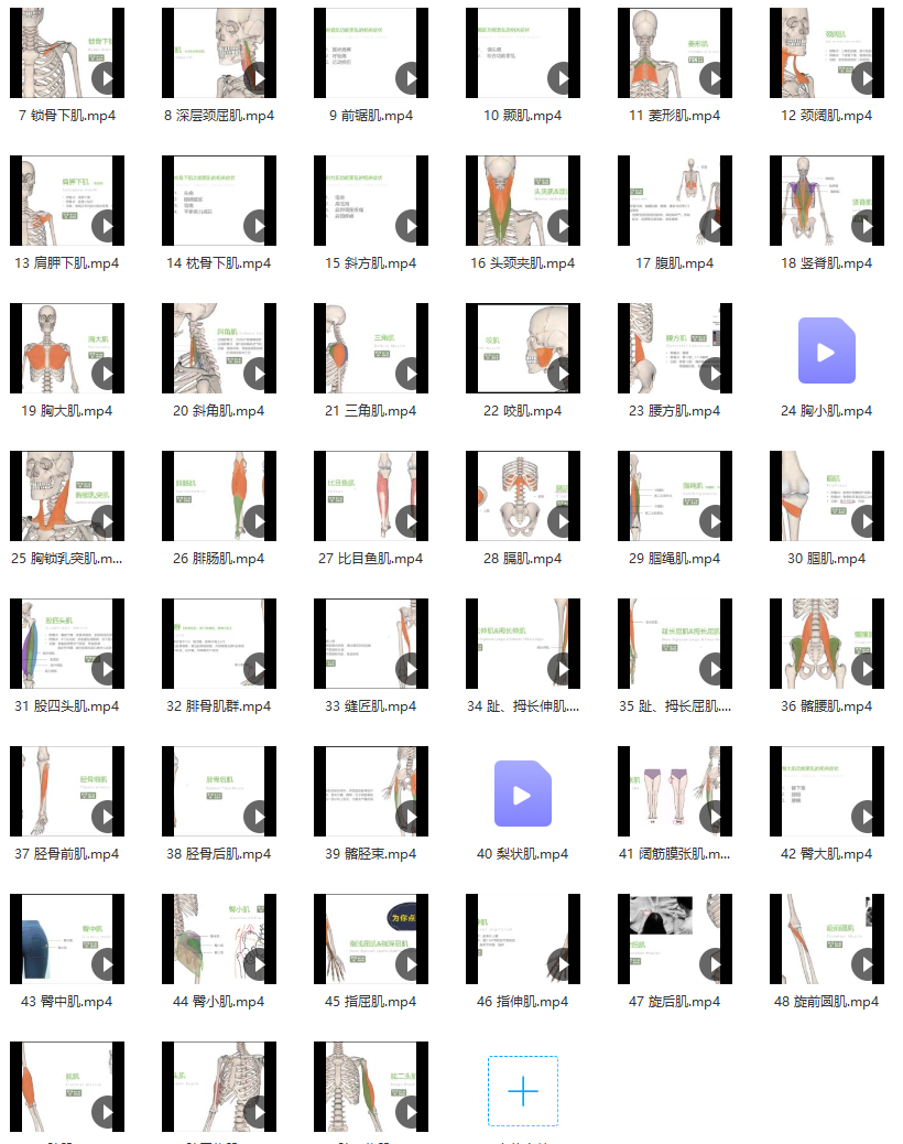 【运动康复】苟文强 51块肌肉解剖课,运动,第2张