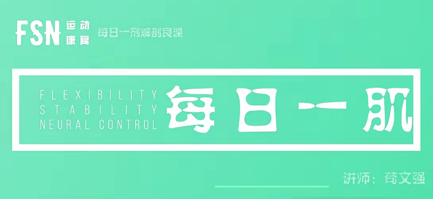 【运动康复】苟文强 51块肌肉解剖课,运动,第1张