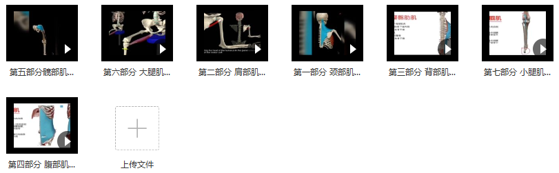 3D动画解剖与体态关系,课程,第2张