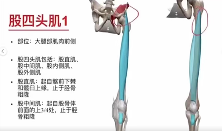 3D动画解剖与体态关系,课程,第1张