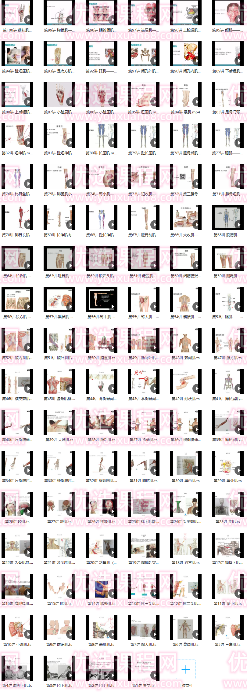 每日一肌全身肌肉疼痛讲解,课程,第1张