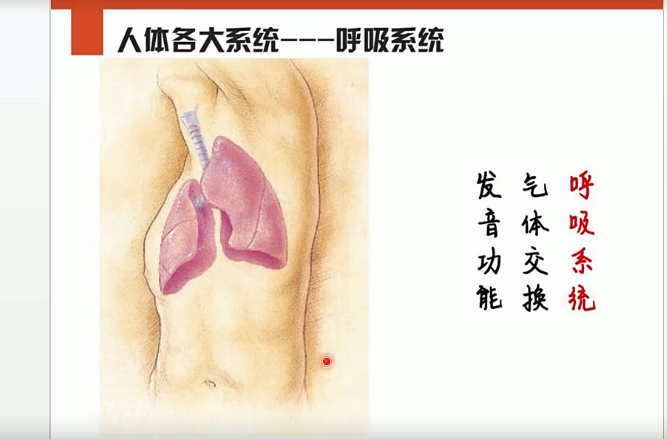 李哲老师讲人体组织和结构10集,课程,运动,瑜伽,第1张
