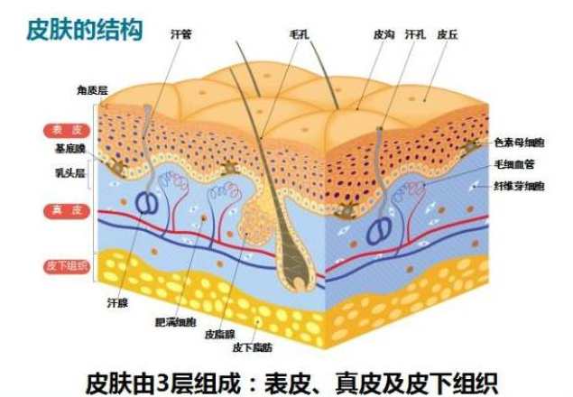 皮肤保养 郝博士的皮肤管理课,课程,学习,管理,运动,健康,第1张