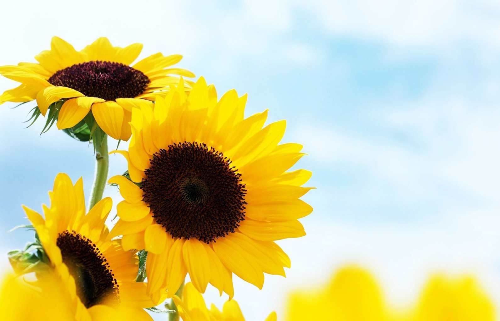 如何树立阳光心态不断进行自我激励获取成功