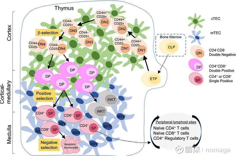 张毓 淋巴细胞发育与阴性选择,教育,第1张