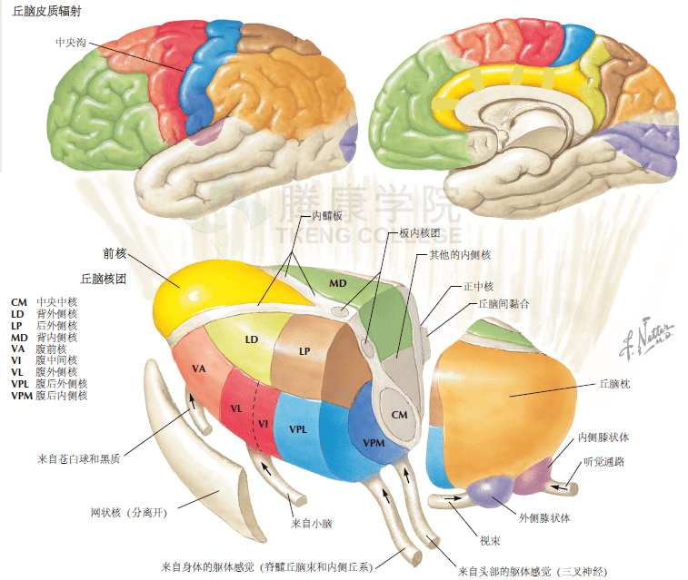 寿延红 皮层解剖、神经系统定位诊断,定位,第1张