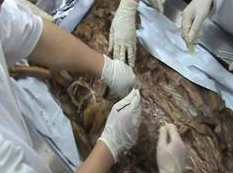 真人解剖医学培训视频教程_解剖教程【实操篇】,运动,第1张