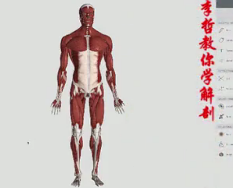 李哲教你学解剖视频9集,课程,第1张 李哲教你学解剖视频9集,课程,第1张