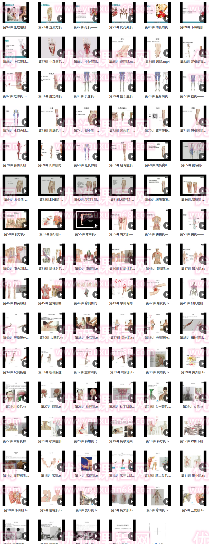 郑大解刨学【每日一肌全身肌肉疼痛讲解】,课程,第2张