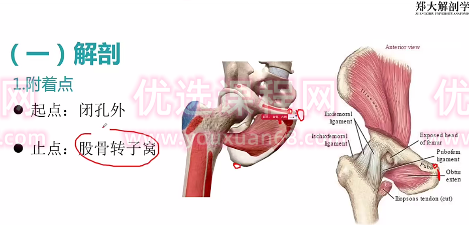 郑大解刨学【每日一肌全身肌肉疼痛讲解】,课程,第1张