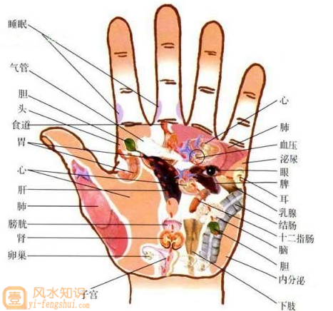 掌纹与健康（掌纹的秘密）（中国掌纹第一人王晨霞）,健康,第1张