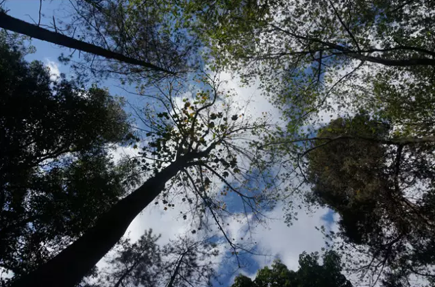 自然学习 以大自然为师的再生之道