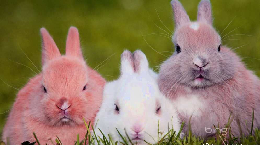 今日英语 -多媒体教程全集26DVD+电子书