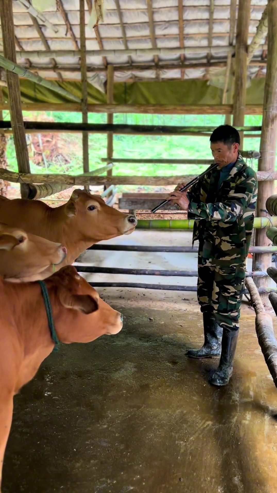 牛金大学阿牛直播 杨殿方潜龙出海视频教程+指标,直播,金融,第1张 牛金大学阿牛直播 杨殿方潜龙出海视频教程+指标,直播,金融,第1张