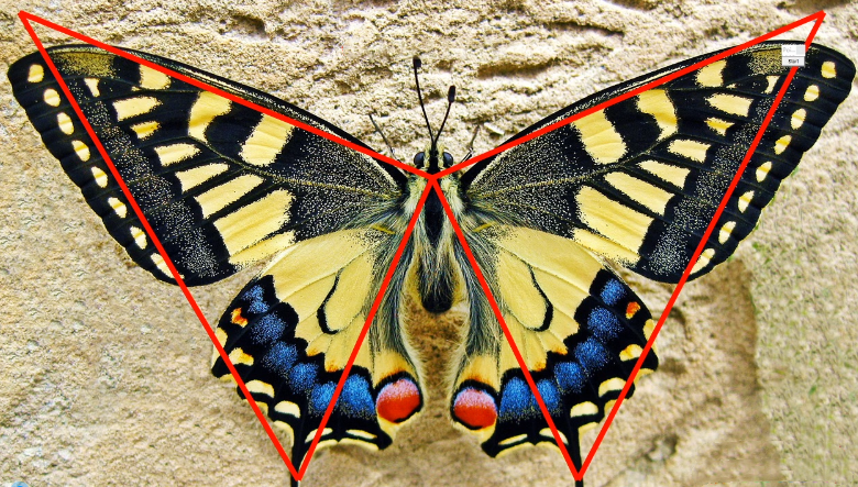 无为课堂裕八方鬼推磨之蝴蝶战法,课程,定位,第1张