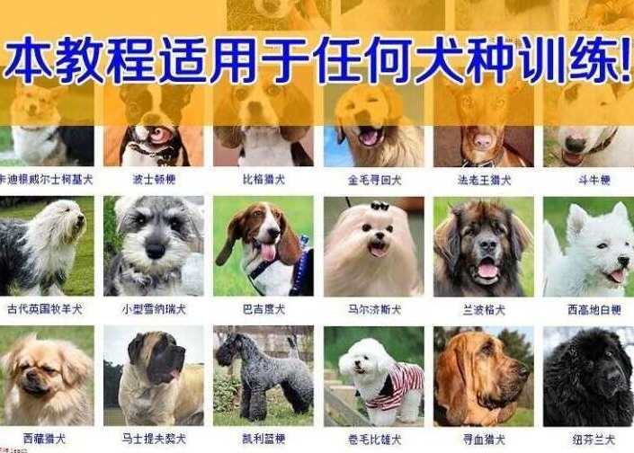 训狗教程 训犬教程 养狗教程,课程,学习,理解,第1张
