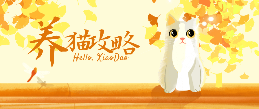 猫咪训练+新手养猫攻略大全，助你成为养猫专家,课程,成长,健康,攻略,第1张