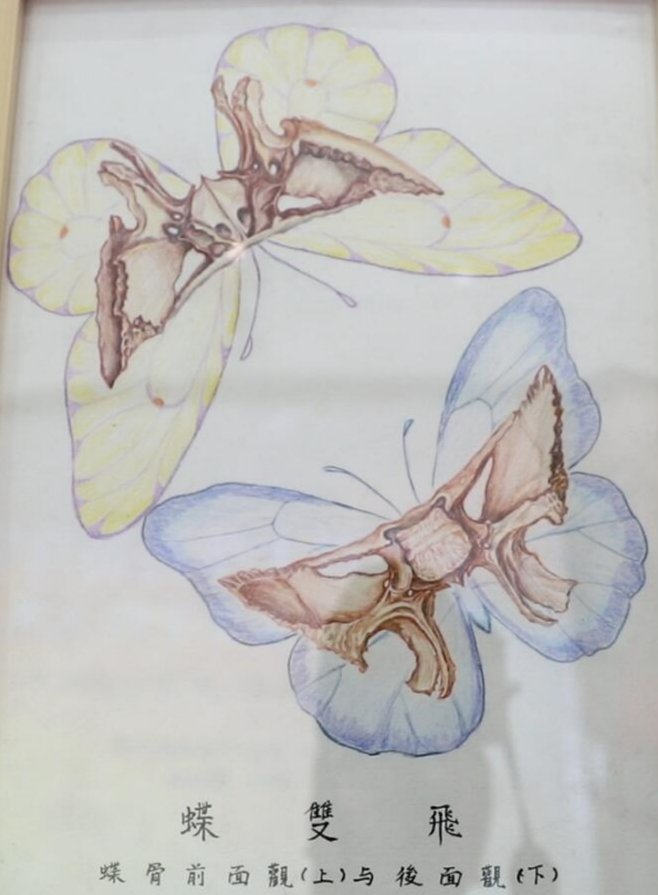 大学学习 人体解剖学全8集