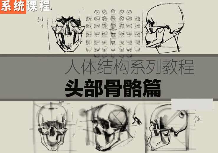 祝凯素描课程人体结构系列课程·硬性知识·头部骨骼,课程,第1张