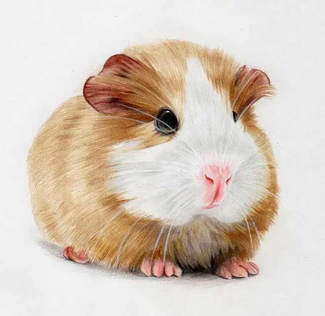 零基础学彩铅2020,课程,第1张