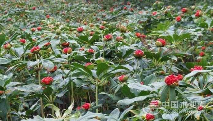 重楼C++辅助是如何炼成的培训教材82部全套,课程,第1张