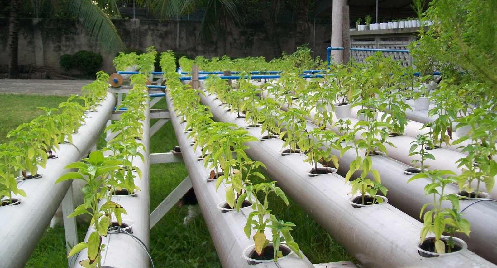 最新盆景种植栽培制作新技术大全视频教程教材资料,第1张