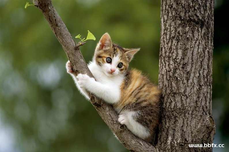 【宠物饲养】养猫技术教程养猫攻略,攻略,责任,第1张