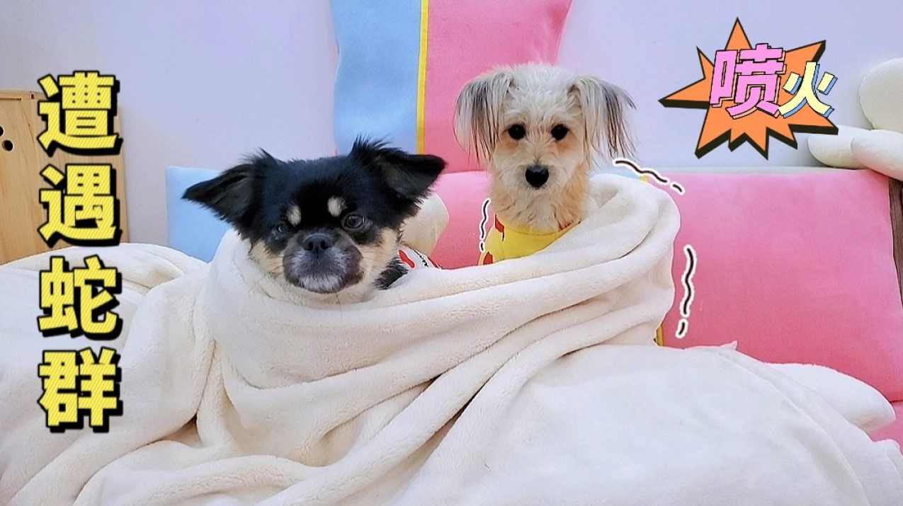 猛小蛇 狗日报创业案例讲解,发展,微信,定位,支持,坚持,第1张