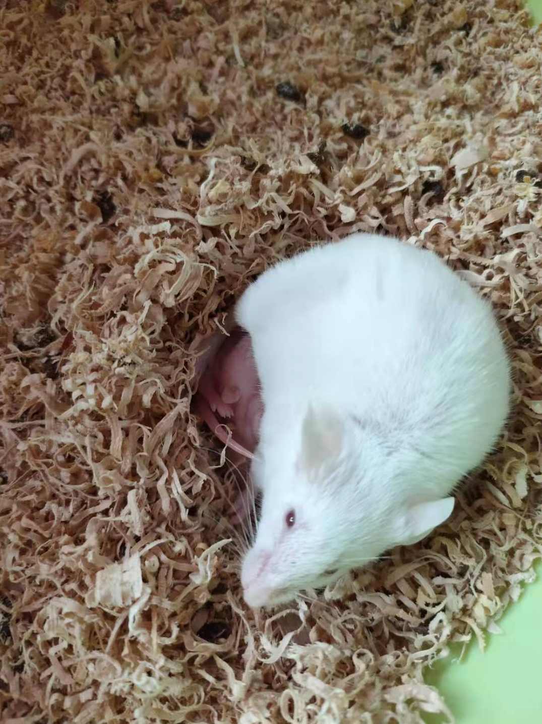 实用小本创业致富技术---创业项目之星座咖啡店技术资料,目标,第1张 实用小本创业致富技术---创业项目之星座咖啡店技术资料,目标,第1张