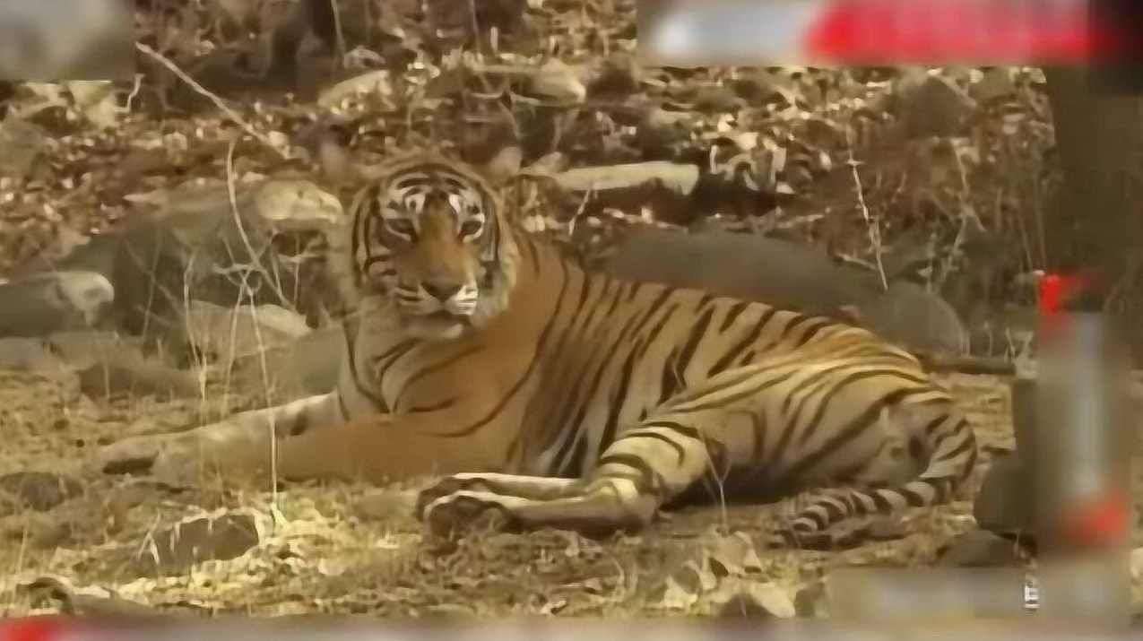 老虎板王2013完整有声教学视频全19课,管理,专业,定位,团队,模板,第1张