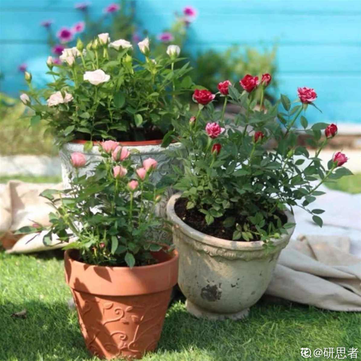 【养花视频】 花卉栽培学概论