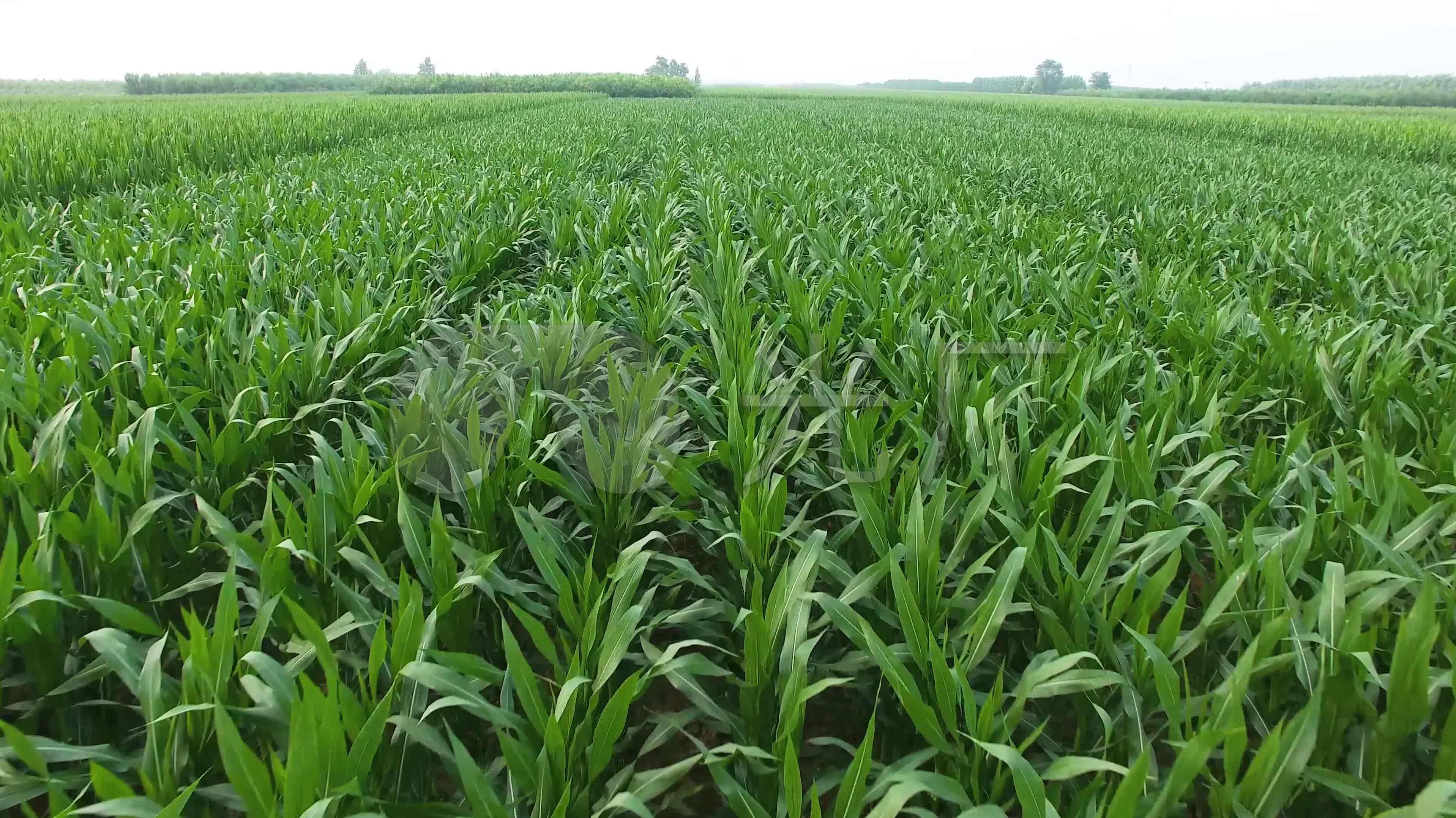 大田作物视频教学合集共40讲,管理,高一,第1张