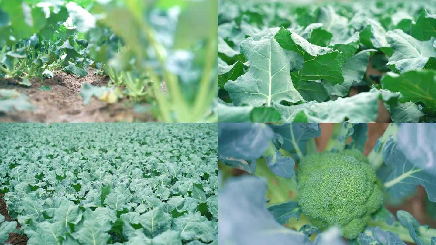 蔬菜种植视频教学合集共105讲,管理,第1张