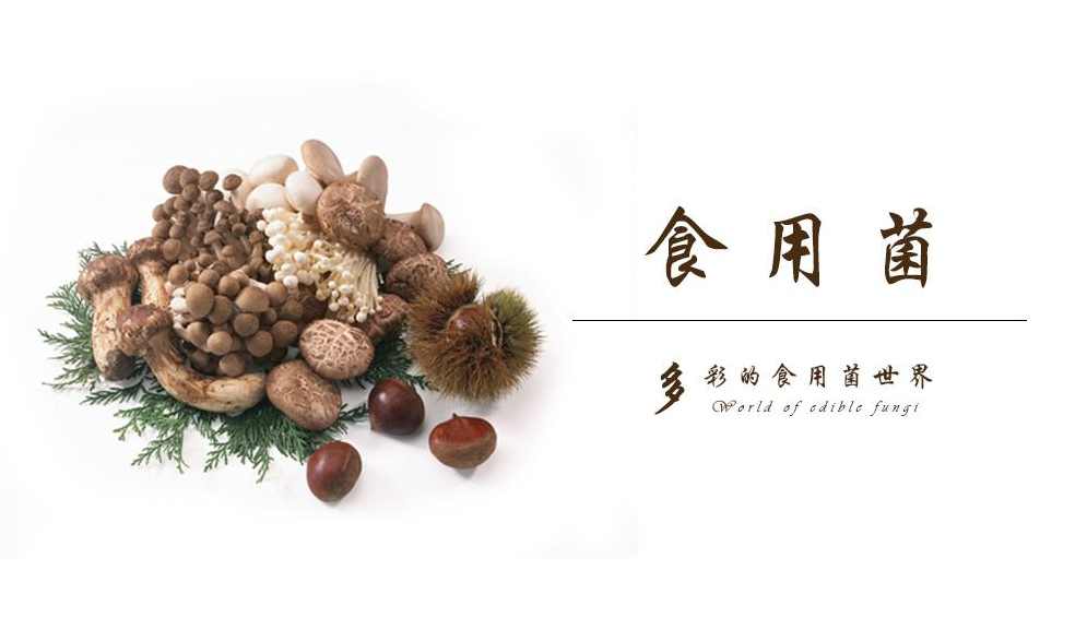 食用菌视频教学合集共40讲,第1张