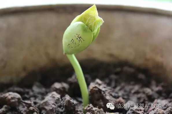 魔豆-爱情乖乖豆制作技术视频 发新帖