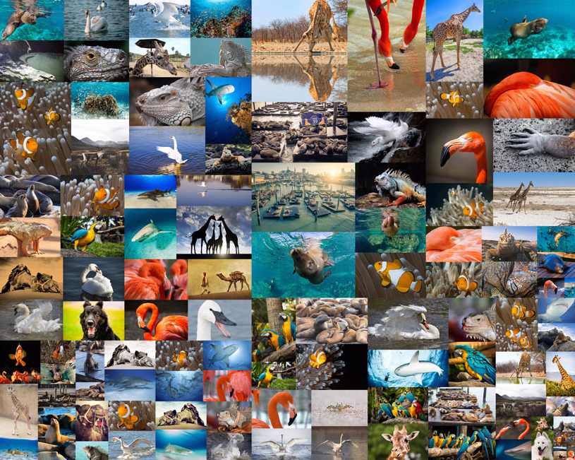 动物故事哈哈镜 16集