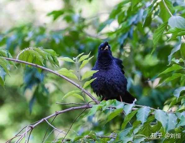 鸟的故事-8集,第1张