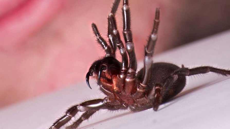 迷宫蛛 （播音-生死朗读) 113全集