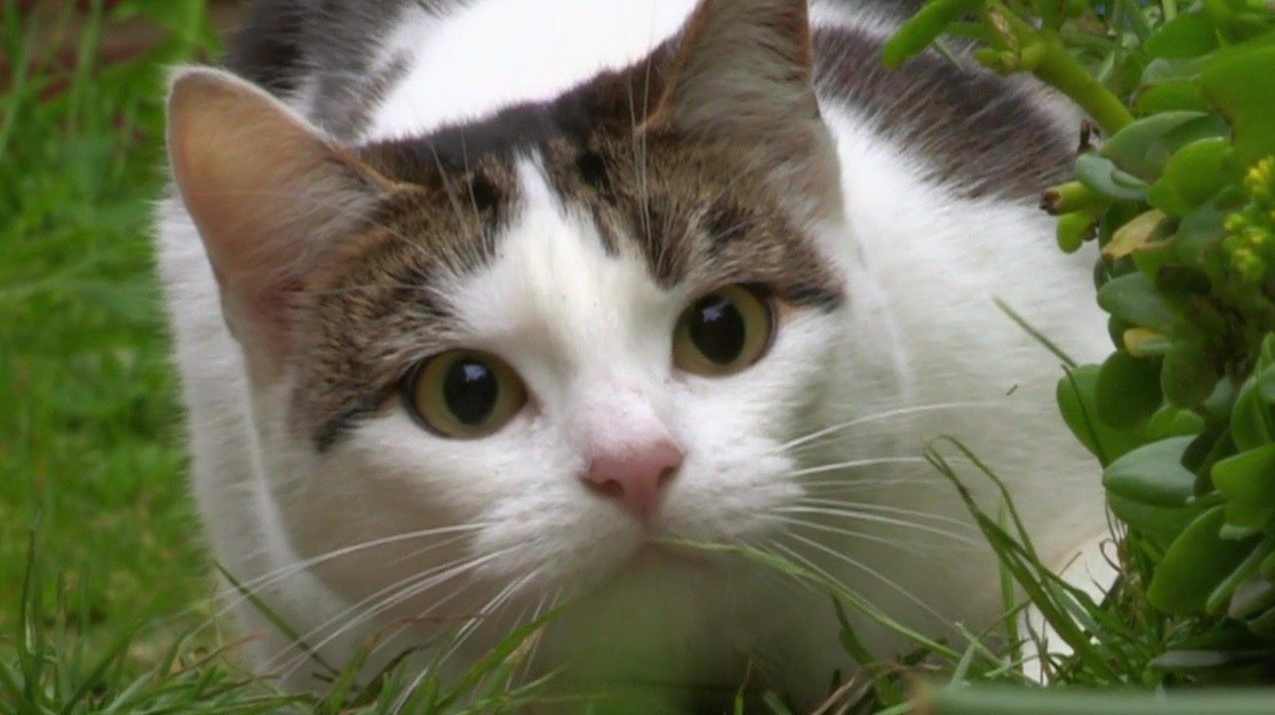 午夜拍案惊奇之猫眼 （播音-艾宝良) 全43集