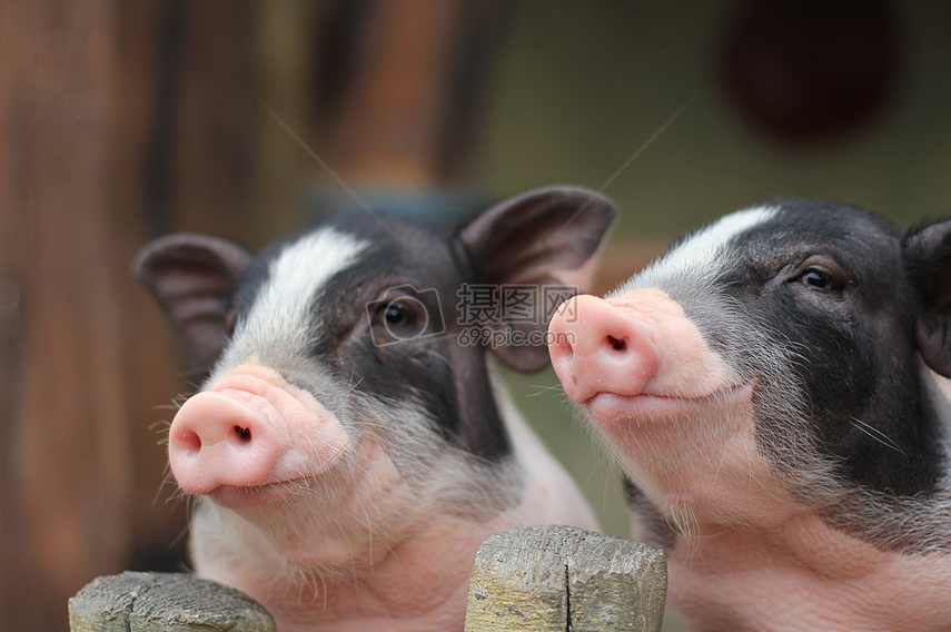 猪仙 （播音-钧浩) 001-400集