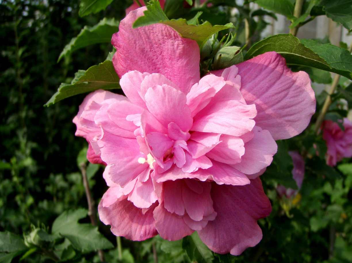 木槿花开 （播音-潘潘) 全48集